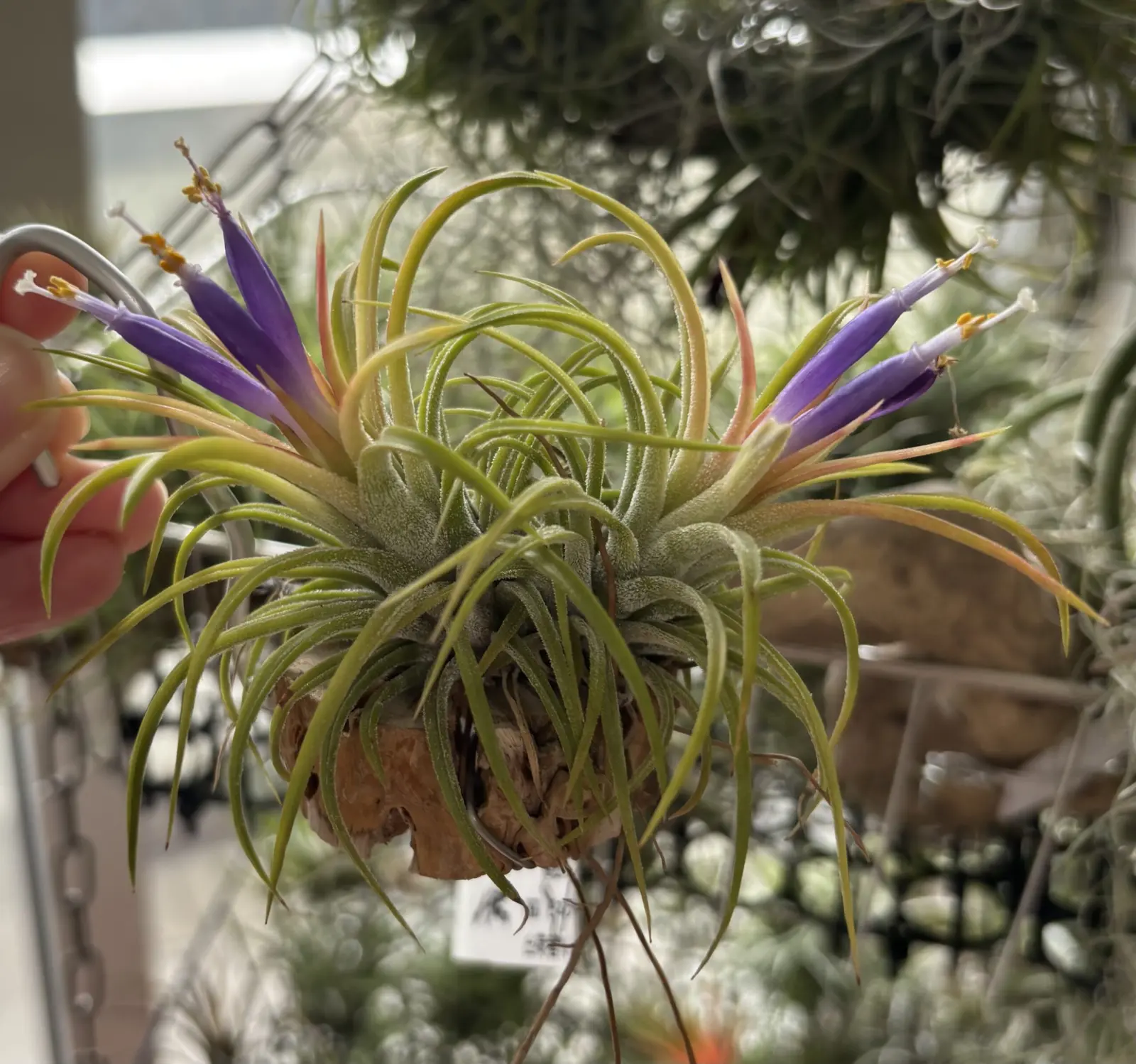 ティランジア　イオナンタ　セレクタ