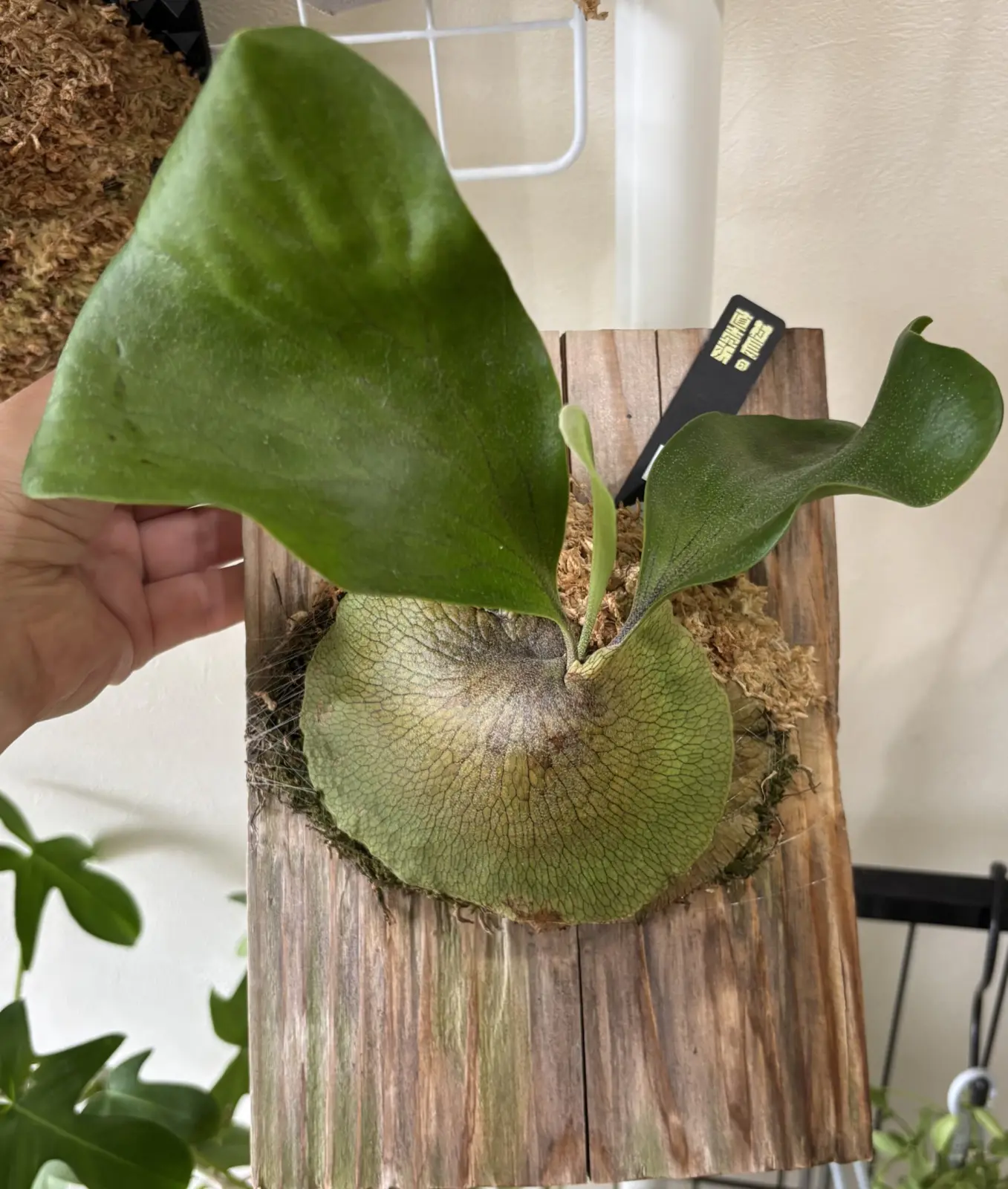 ビカクシダ　札落ち