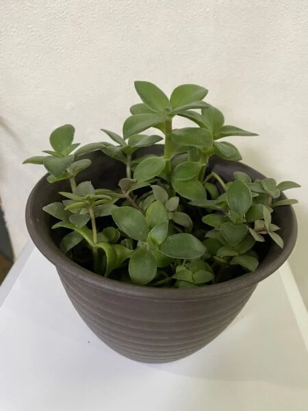 多肉植物 クラッスラ・オバタ
