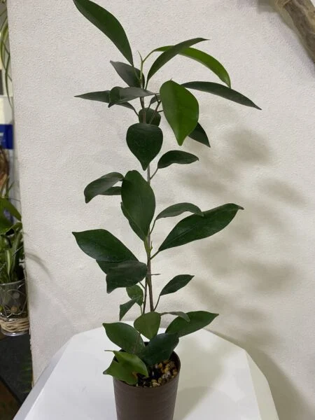 ガジュマル　100均