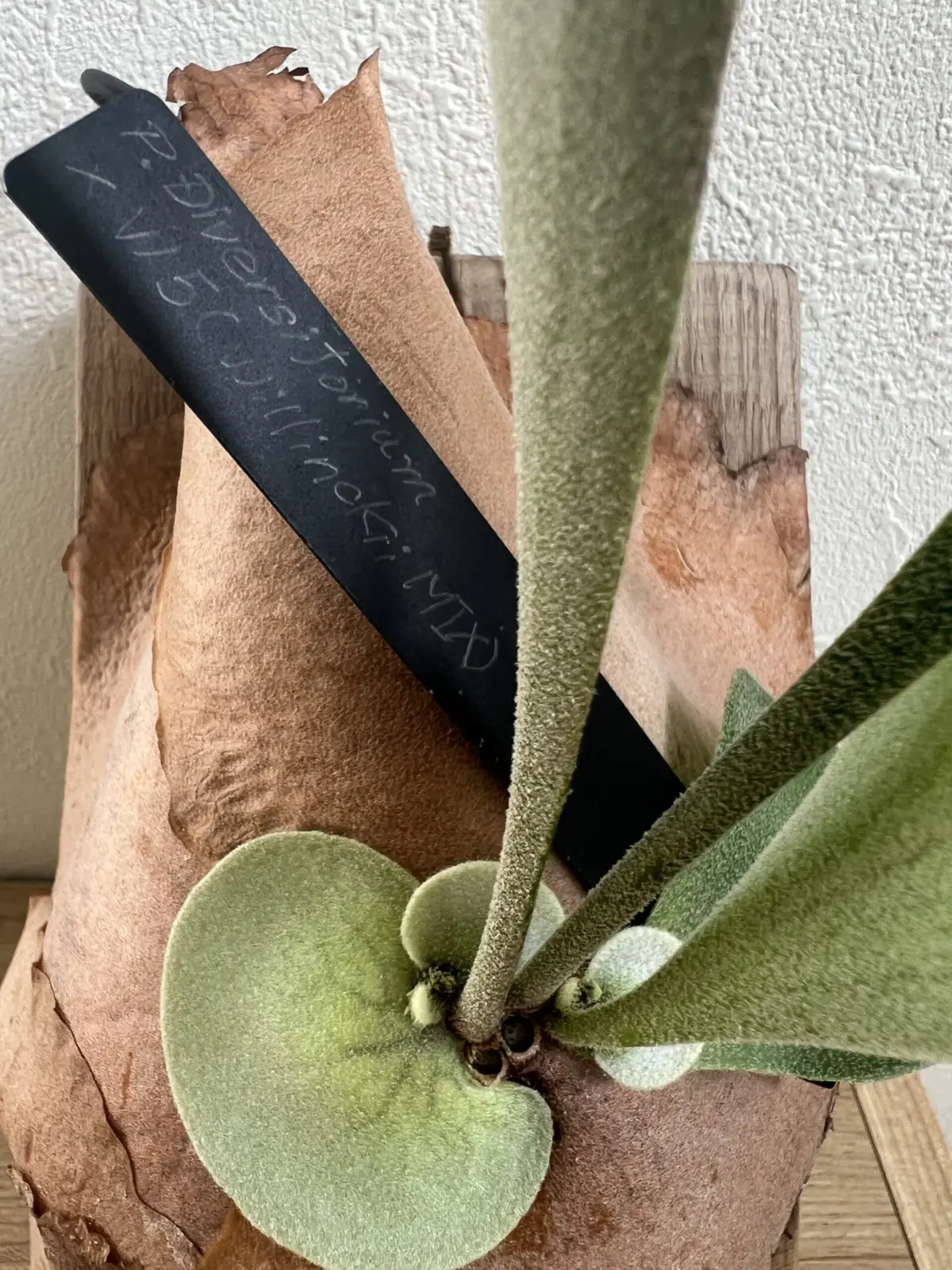 ビカクシダ　ディバーシフォリウム×W5