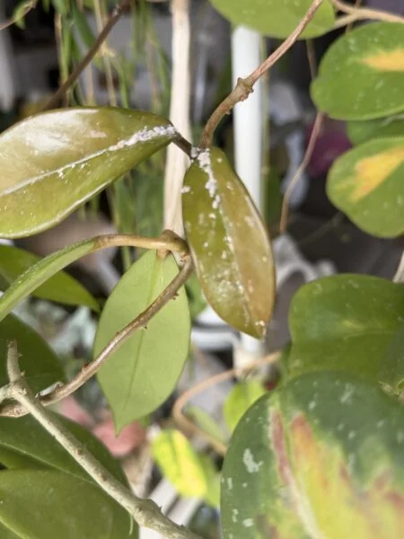 ホヤ カルノーサグリーン カイガラムシ 害虫