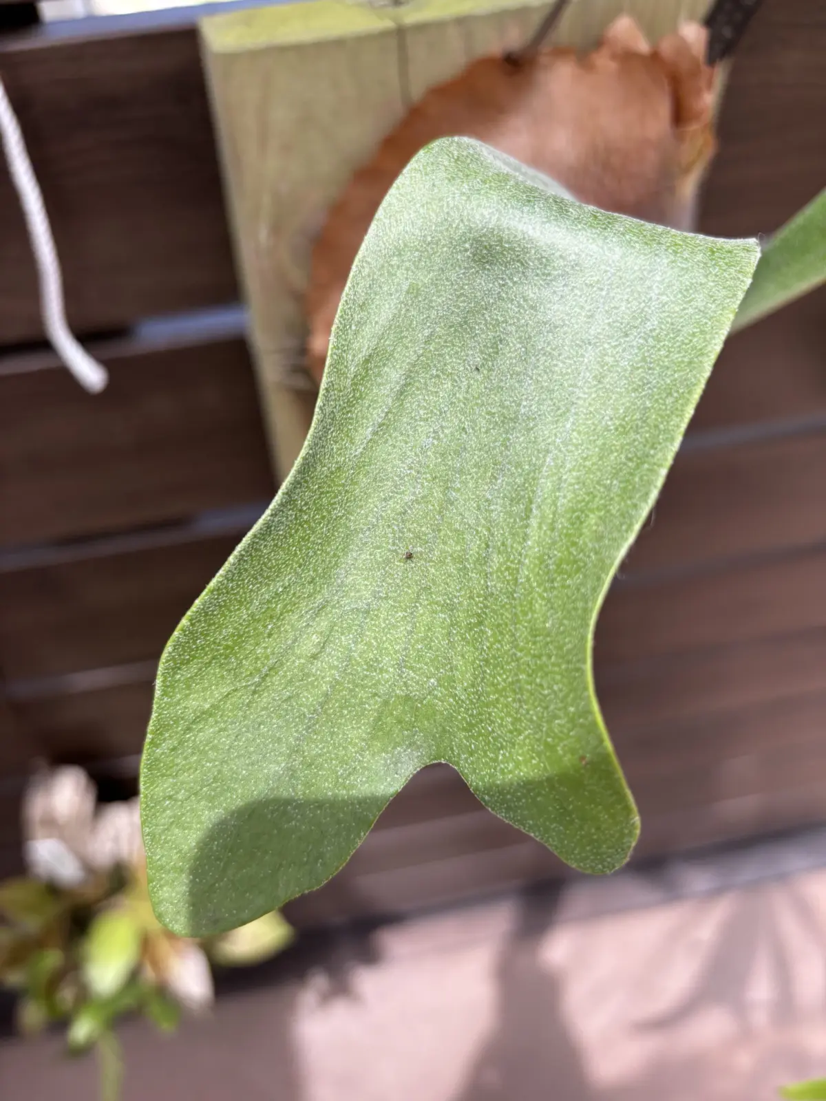 ビカクシダ　黒い点