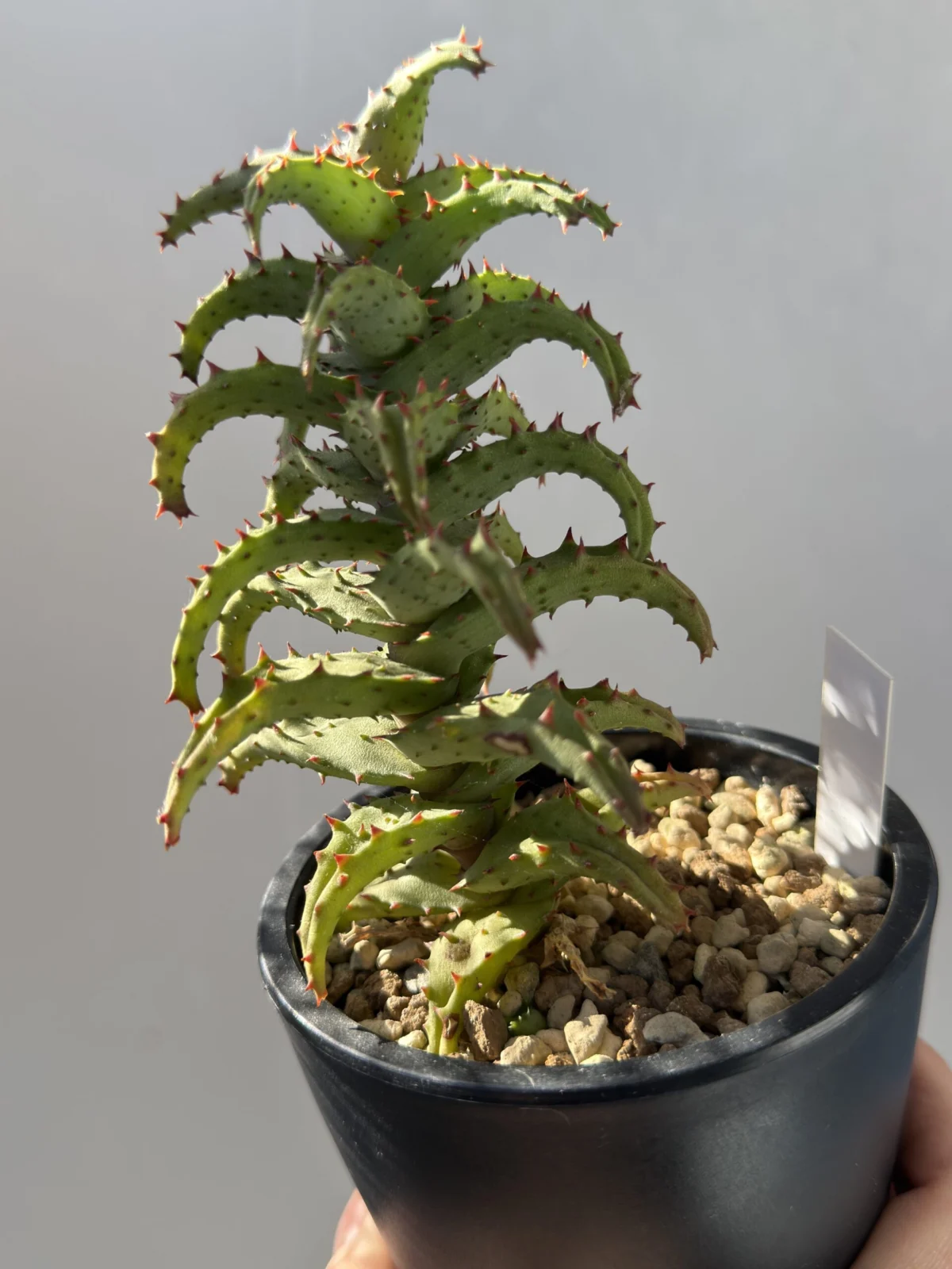 アロエ カスティロニアエ