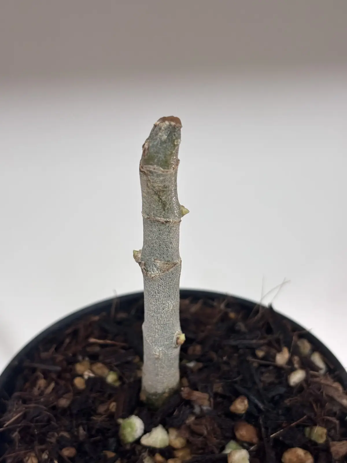 アグラオネマ　ピクタム