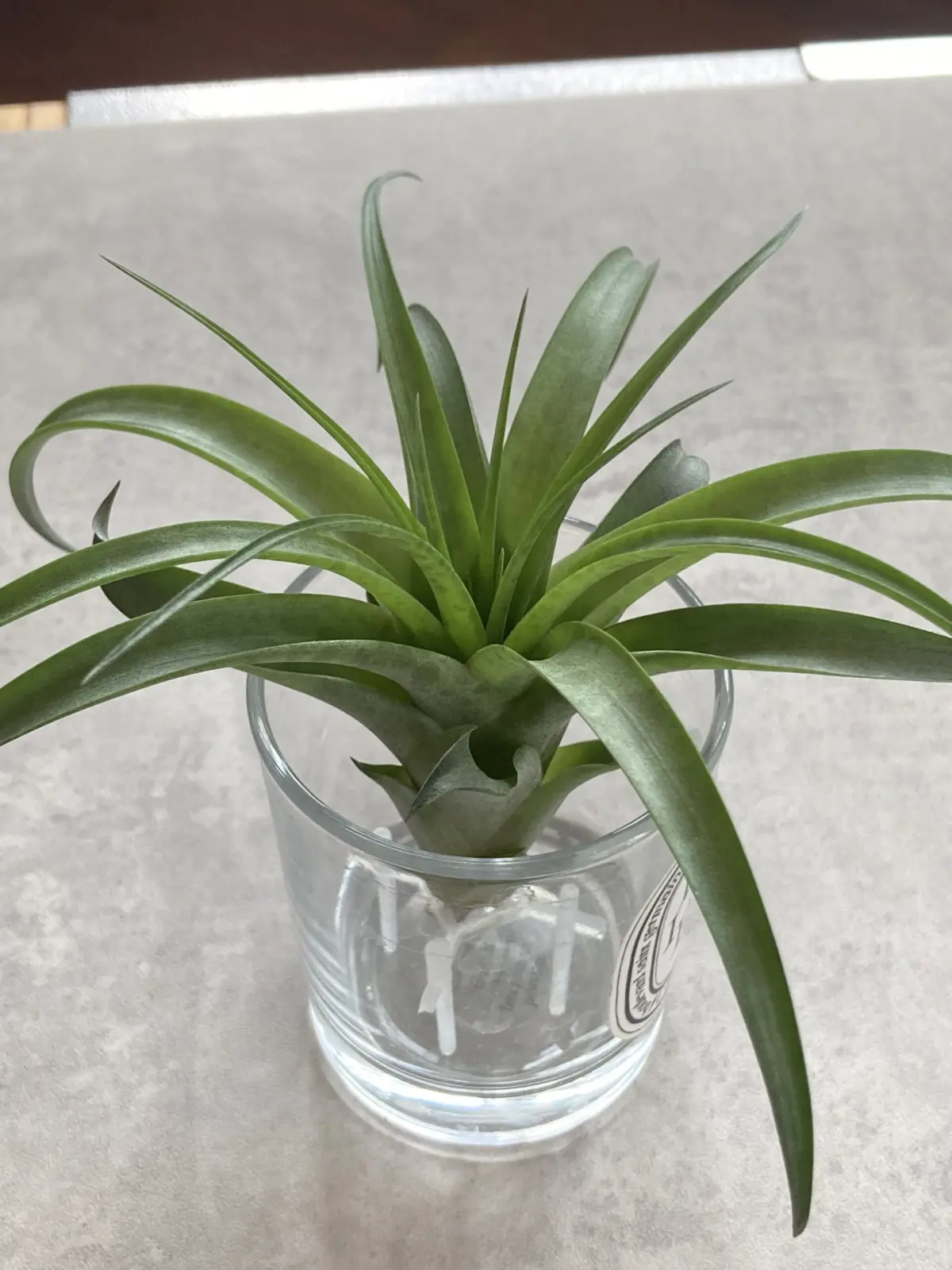 ティランジア ブラキカウロス シミ