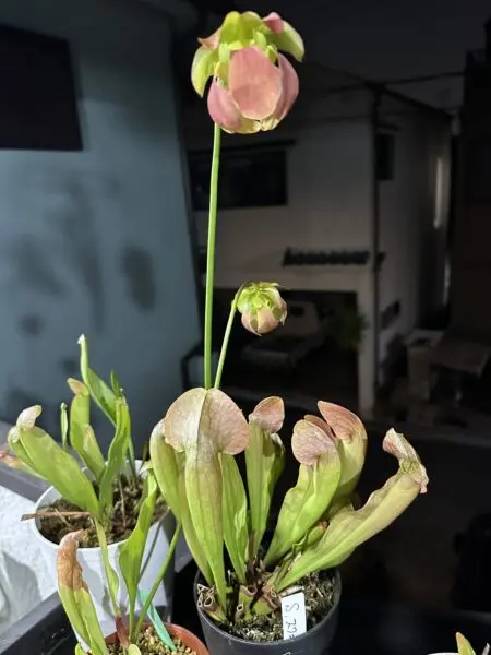 サラセニア スワニアナ 花