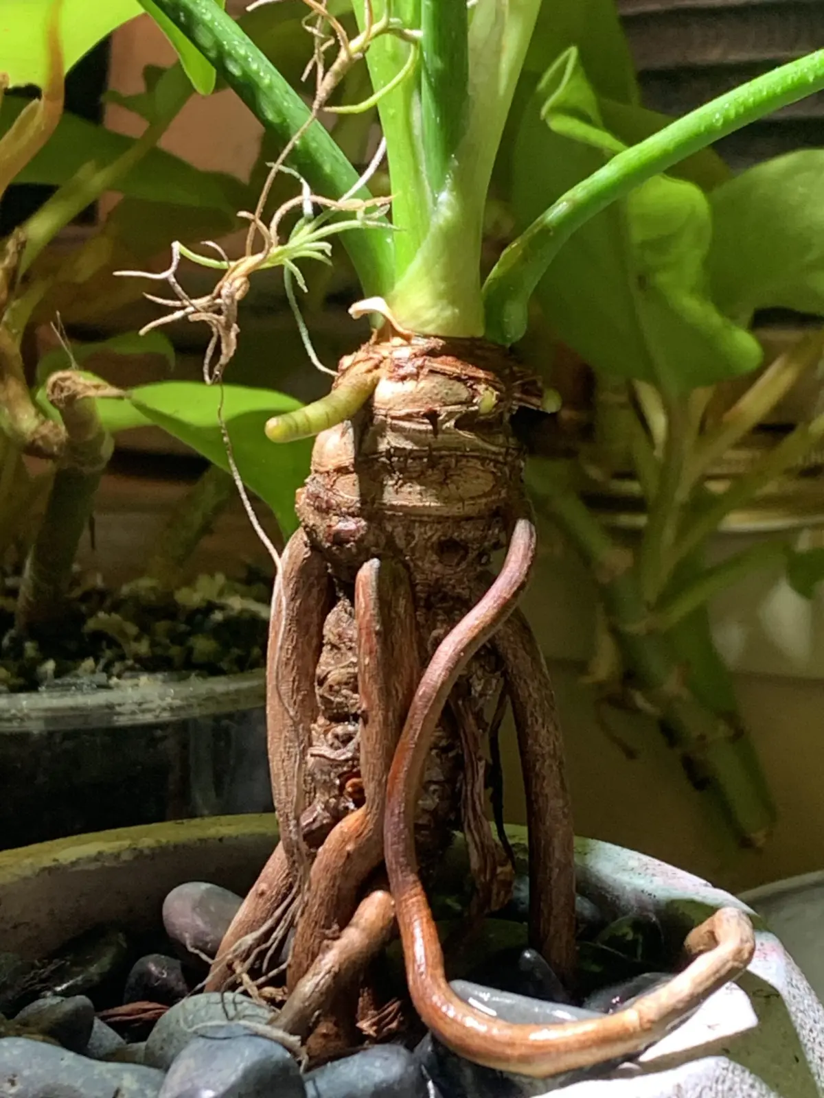 フィロデンドロン　ザナドゥ