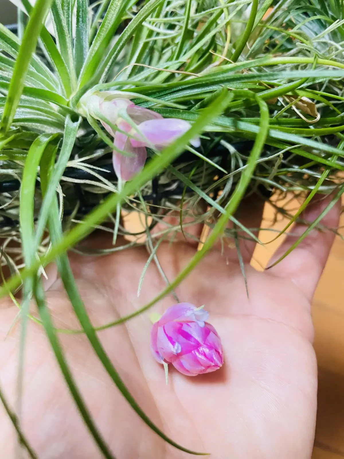 ティランジア　ストリクタ　マナ　花芽折れた