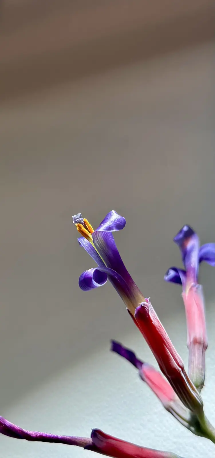 ビルベルギア　ベリーブラスト　花