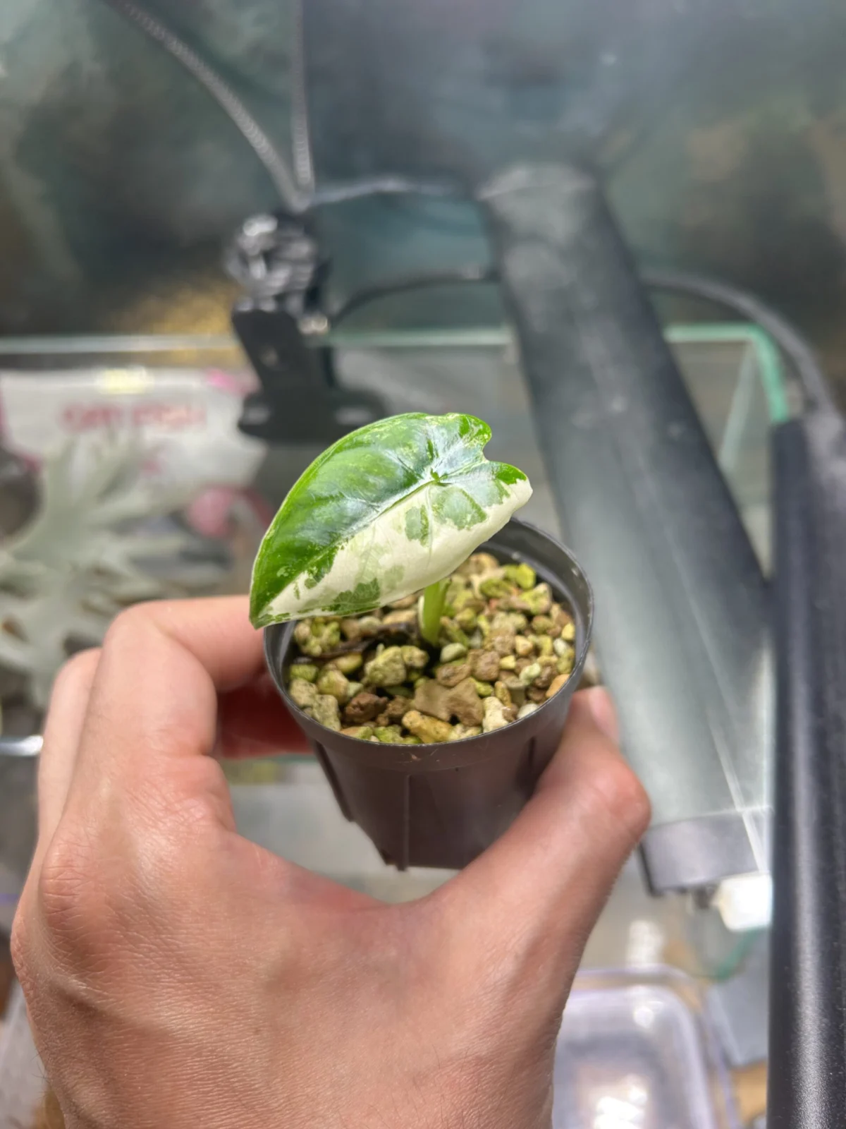 アロカシア　グリーンベルベット　斑入り