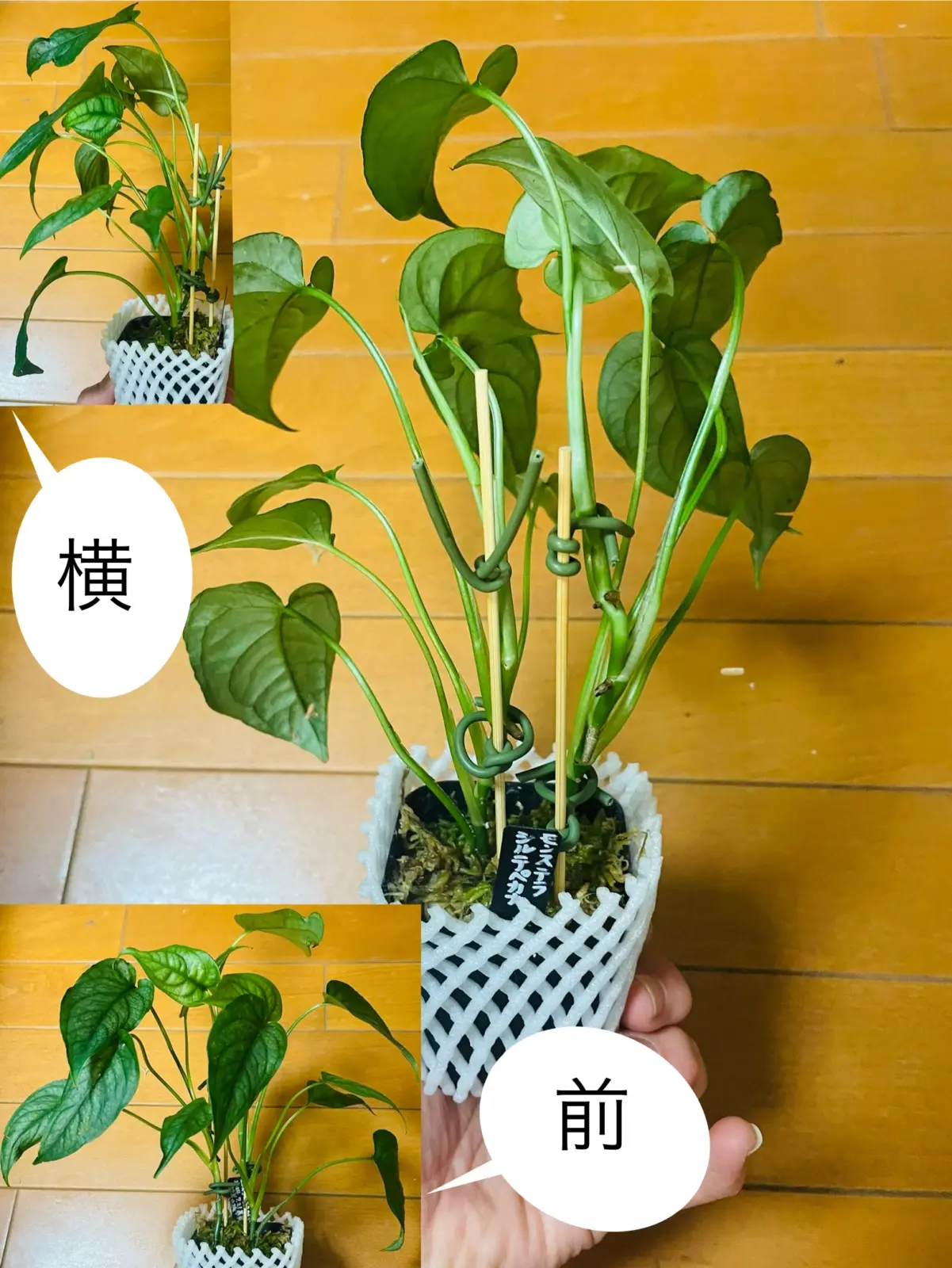 モンステラ シルテペカナ 支柱