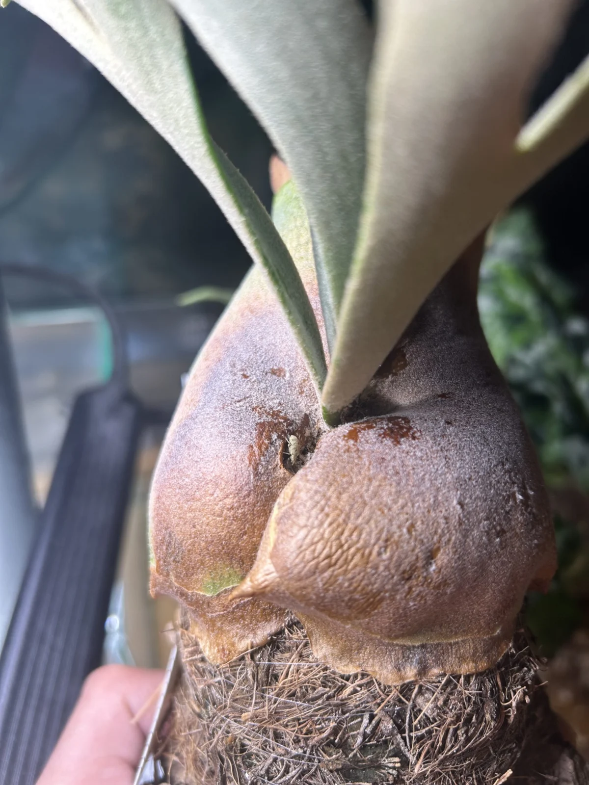 ビカクシダ　ウィリンキー　ジェイドガール　象虫