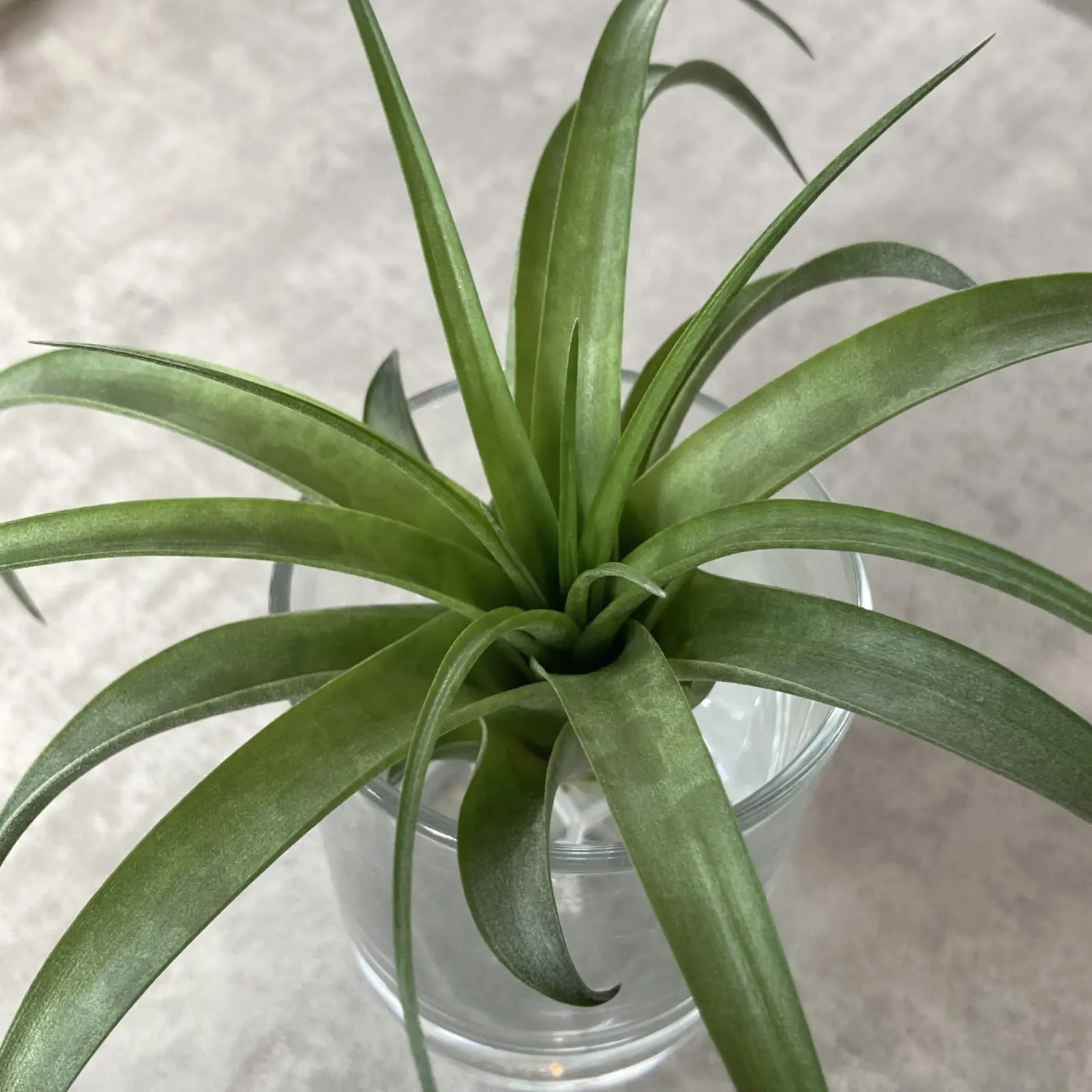 ティランジア ブラキカウロス シミ