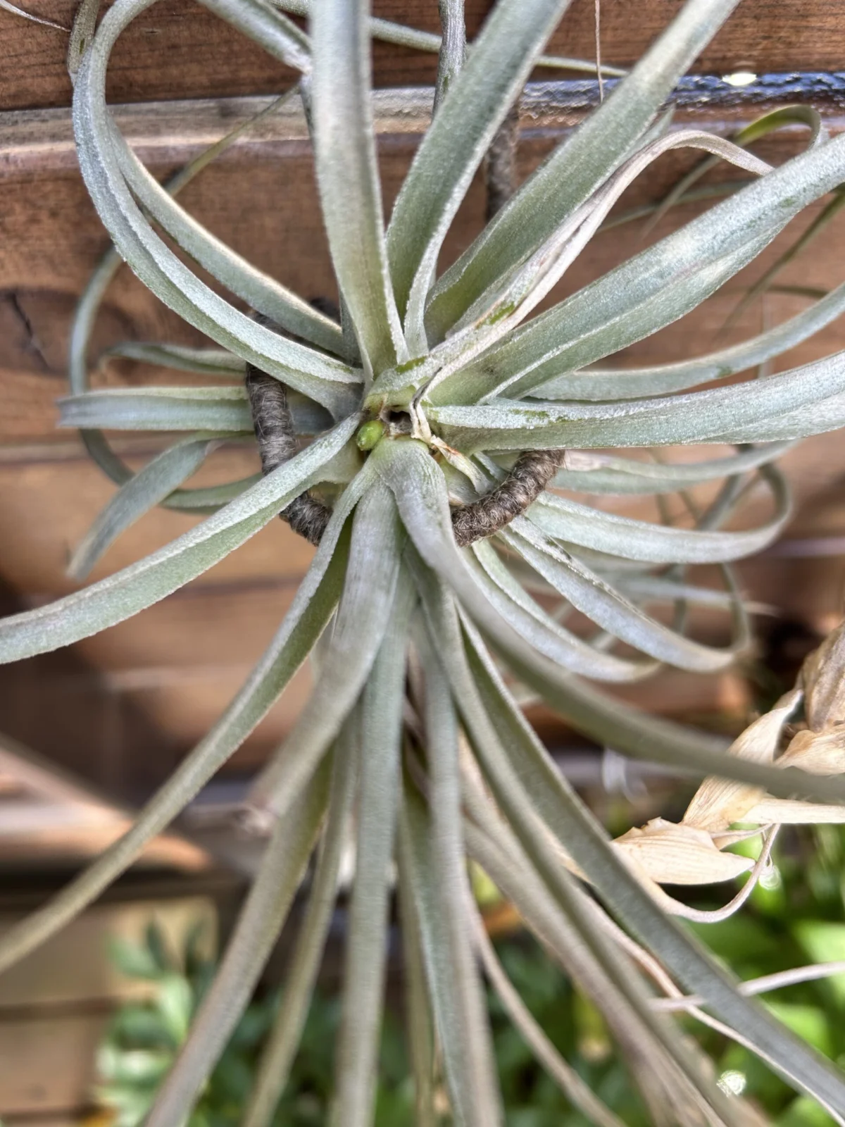 ティランジア　ヒューストン