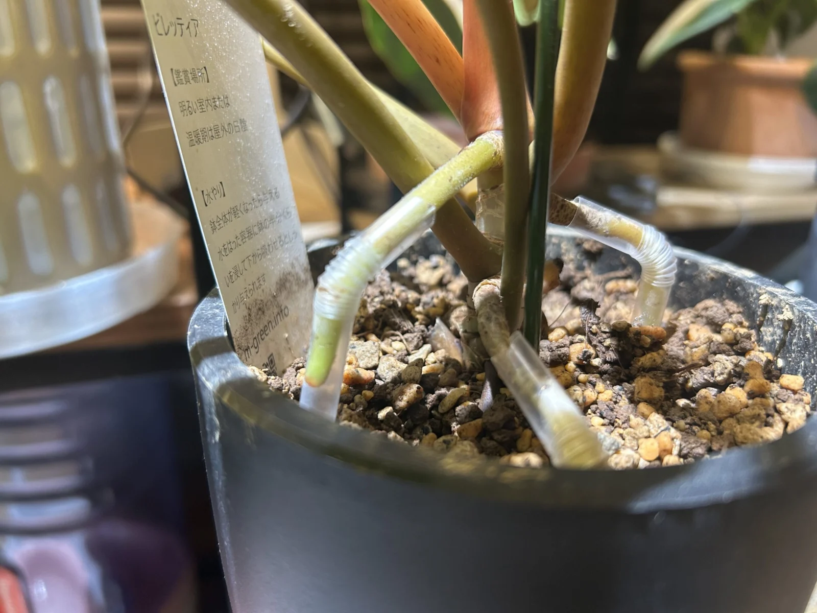 フィロデンドロン　ビレッティア