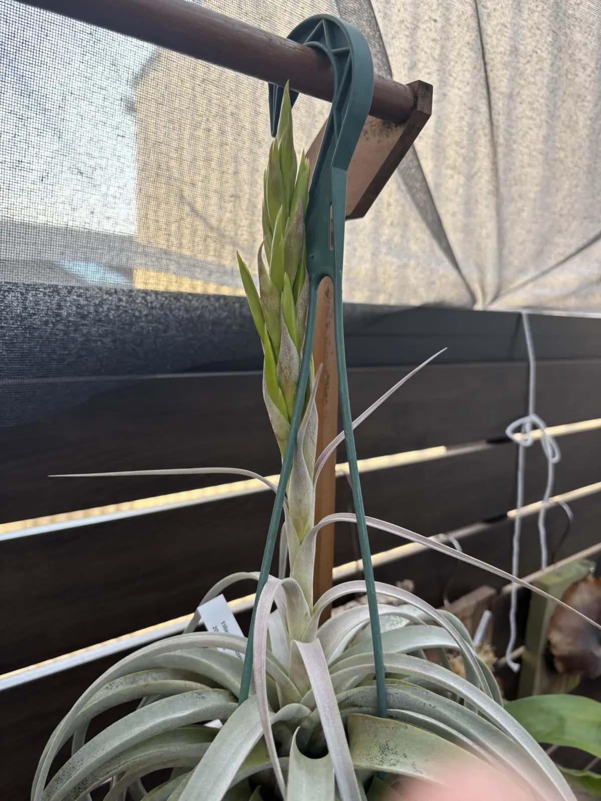 ティランジア　キセログラフィカ　花序　④