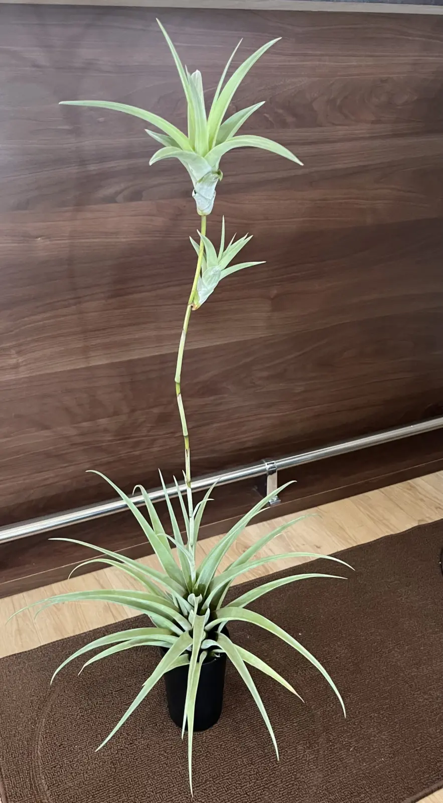 ティランジア　フレクスオーサ