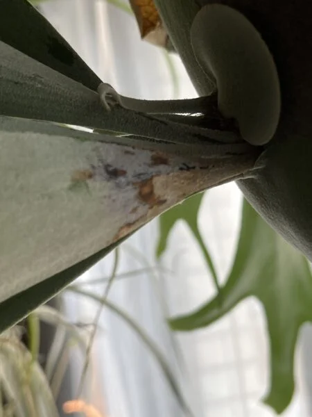 ビカクシダ 白ビフ E-1 枯れ？ 茶色くなる