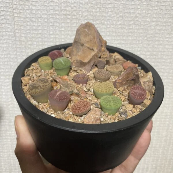 リトープス