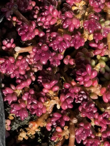 ポーチュラカ　ピンキー　冬顔　紅葉　多肉植物