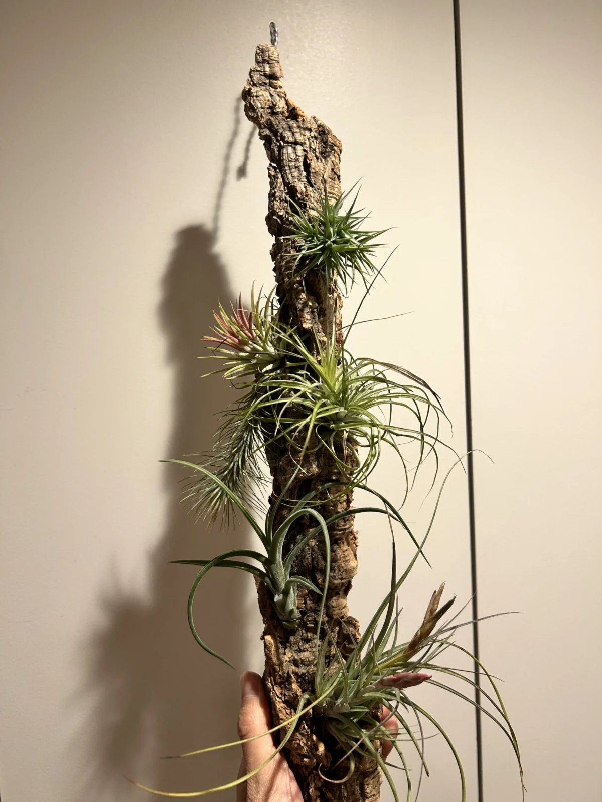 ティランジア　コルク付け