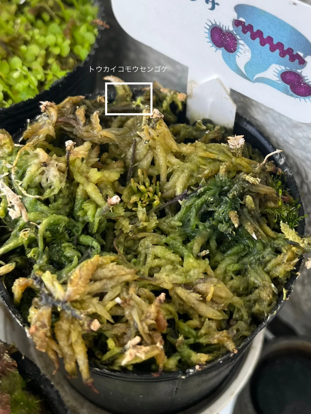食虫植物　ハエトリグサ　ハエトリソウ　ディオネア　マスシプラ