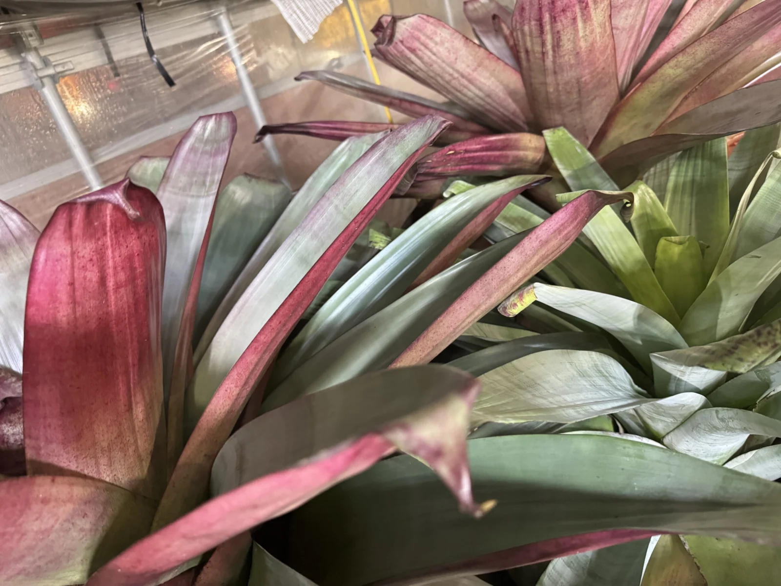 アルカンタレア