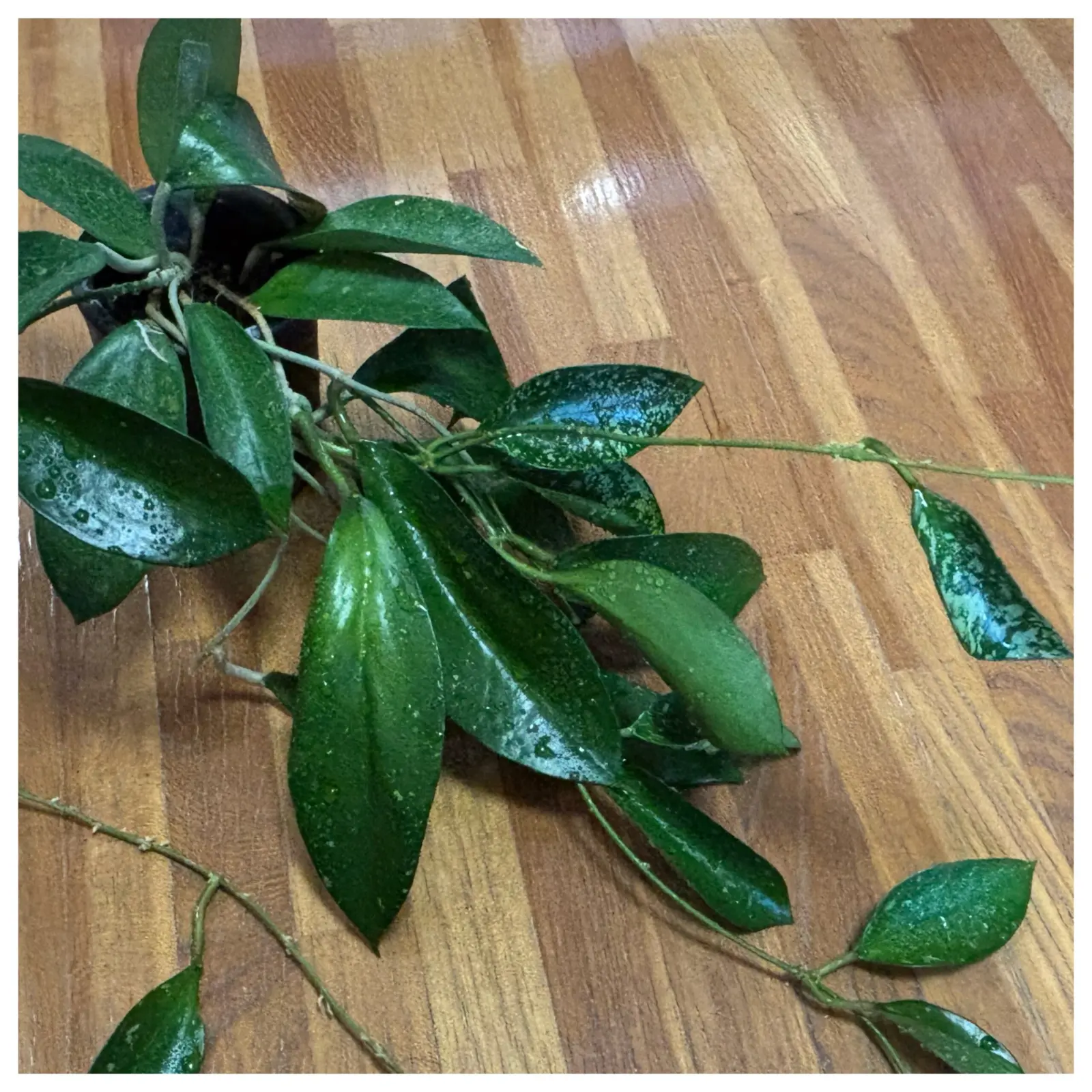 ホヤ ポットシー スプラッシュ