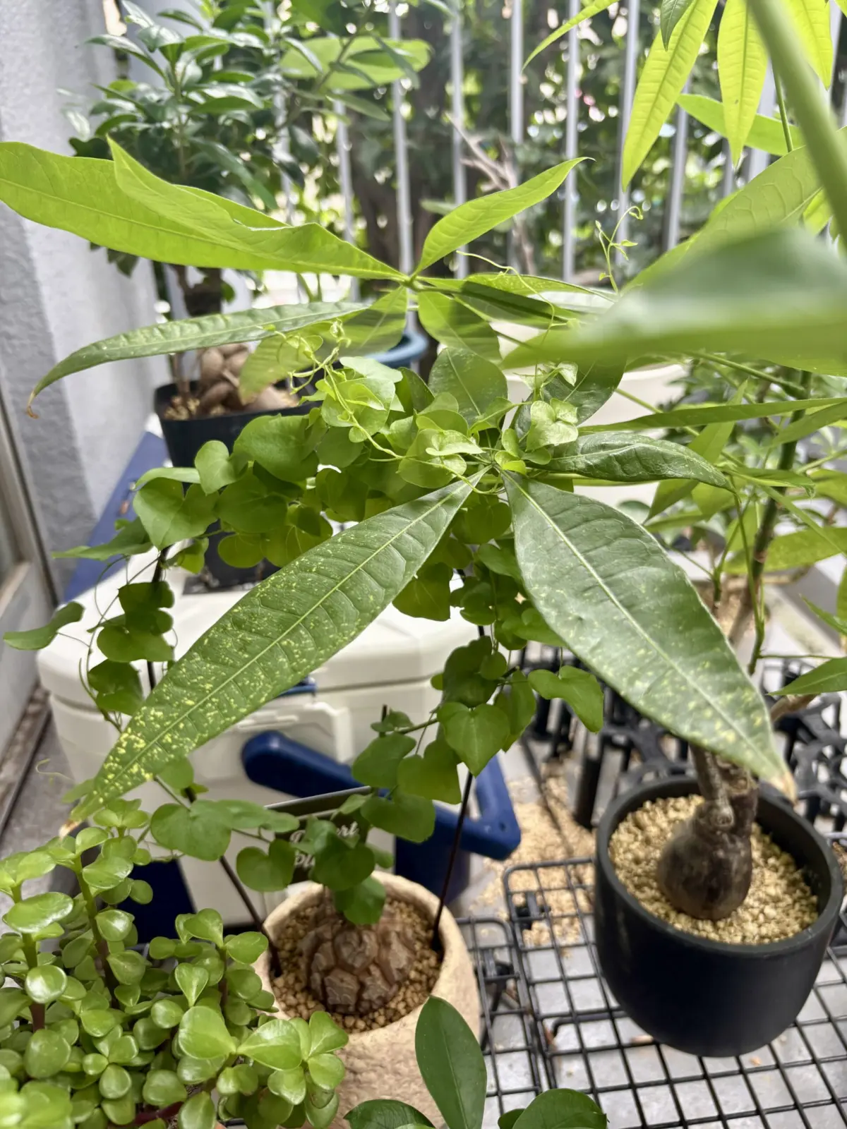 ディオスコレア　エレファンティペス　亀甲竜