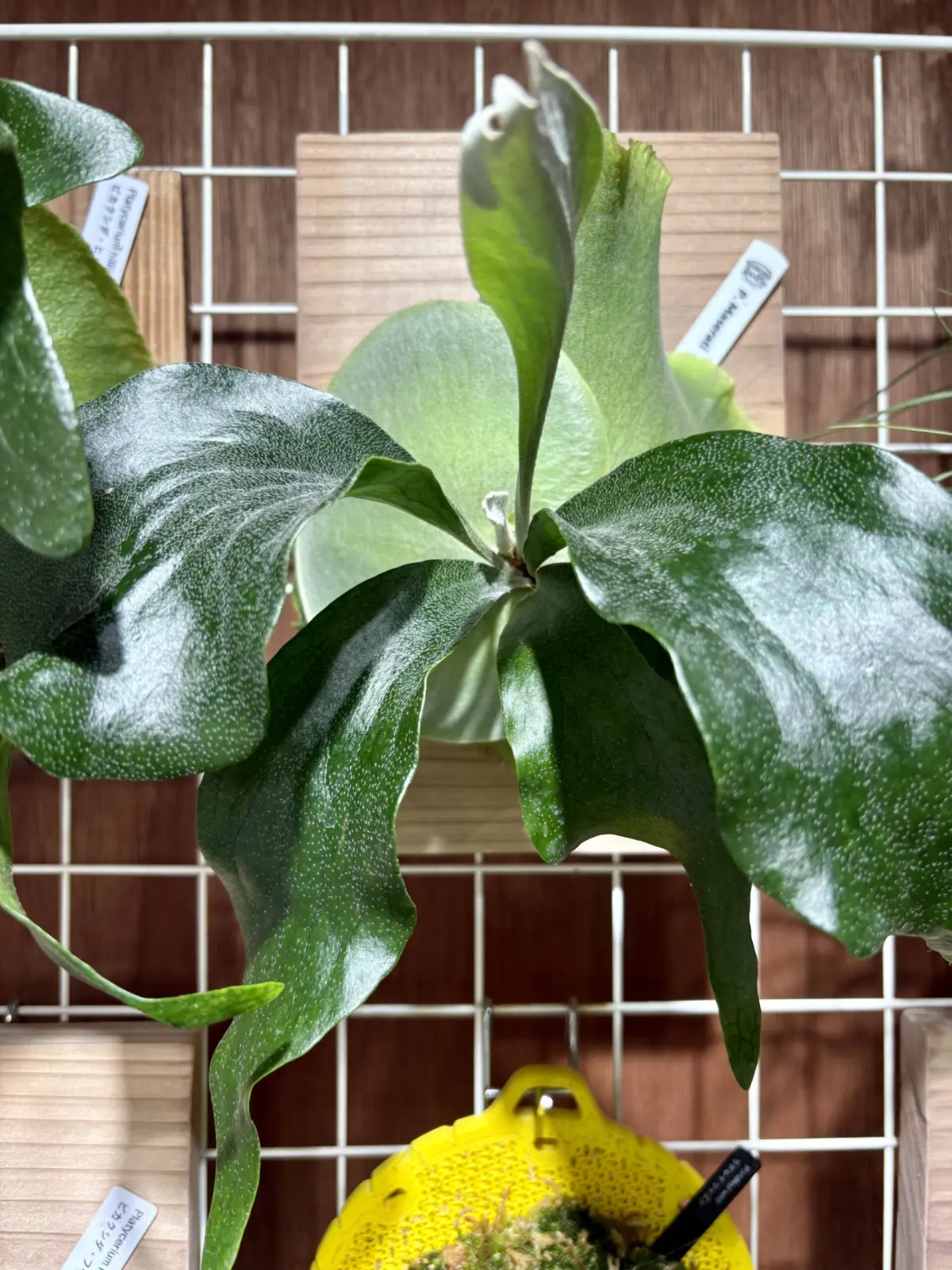 ビカクシダ　マセラティ