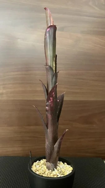 ビルベルギア ハレルヤ