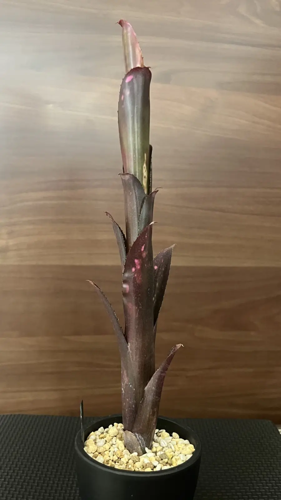 ビルベルギア　ハレルヤ