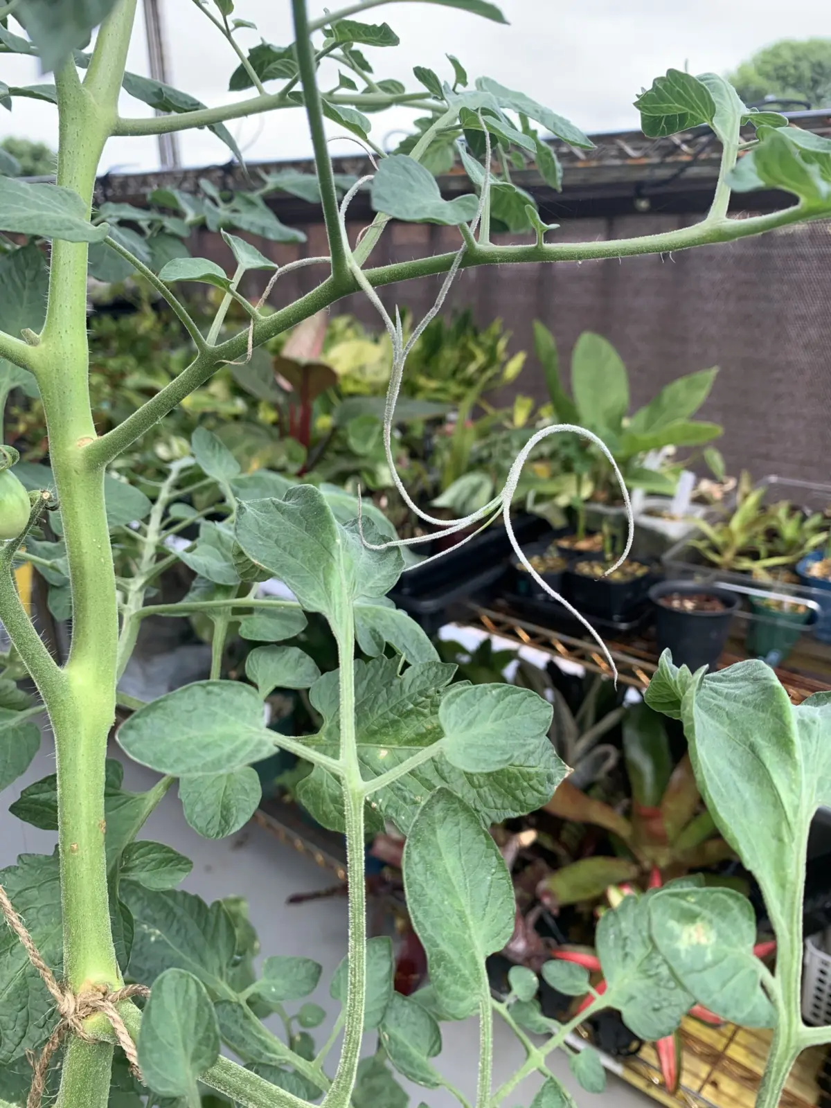 ティランジア　ウスネオイデス　強風仕立て