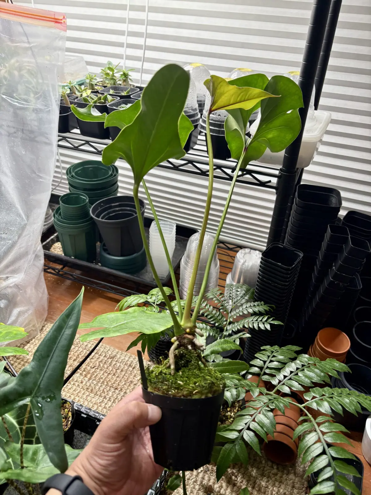 アンスリウム　ブローニー