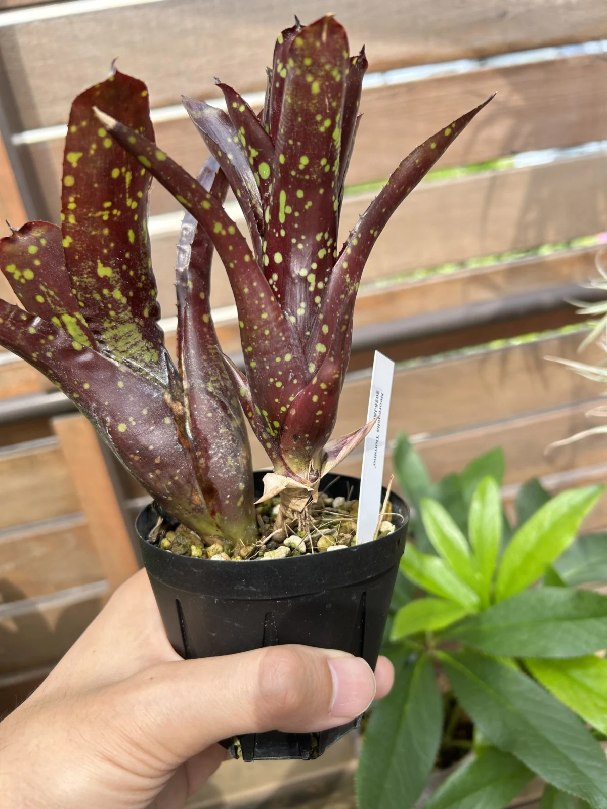 ネオレゲリア　ドミノ　横浜