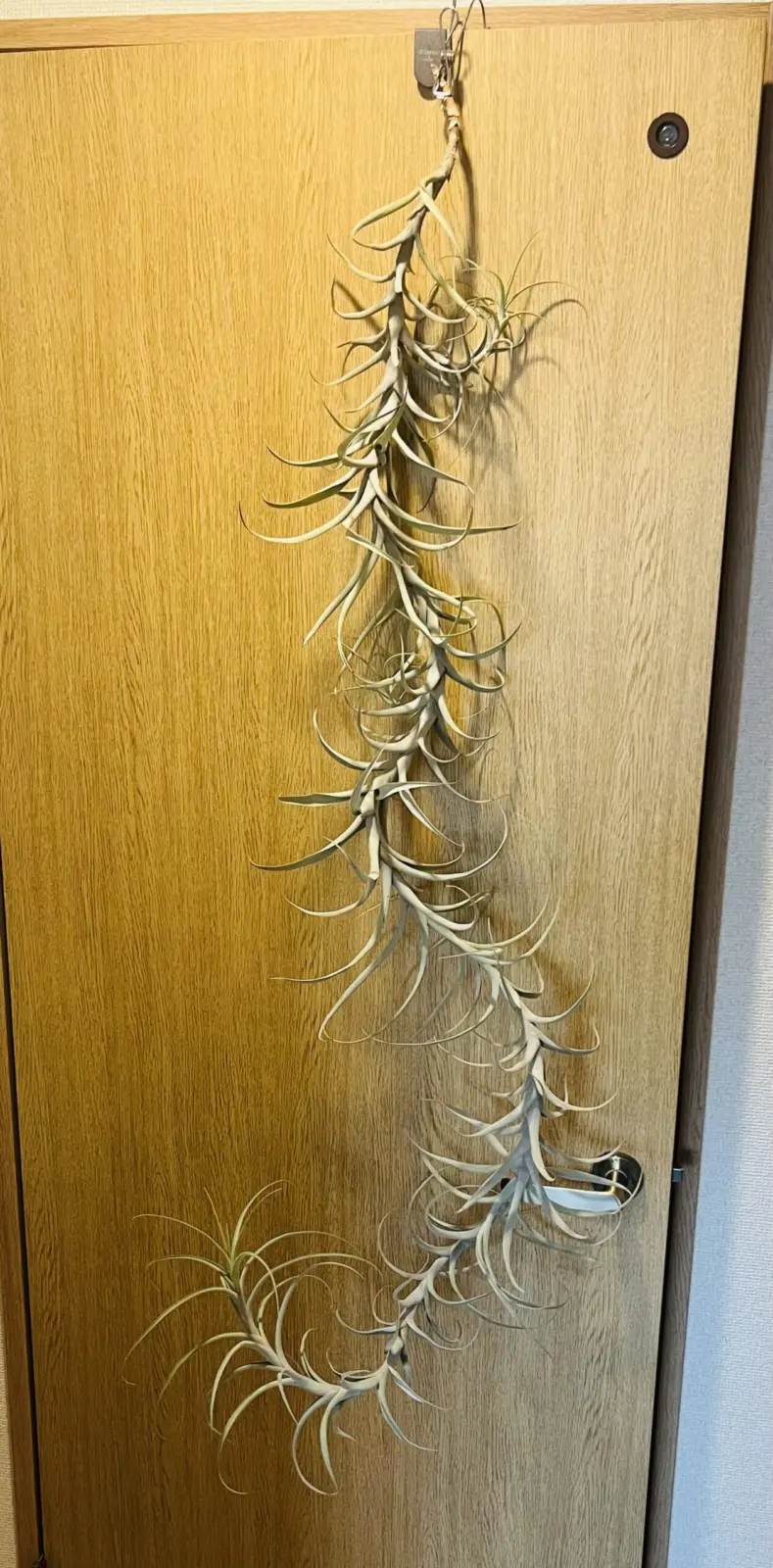 ティランジア　品種不明