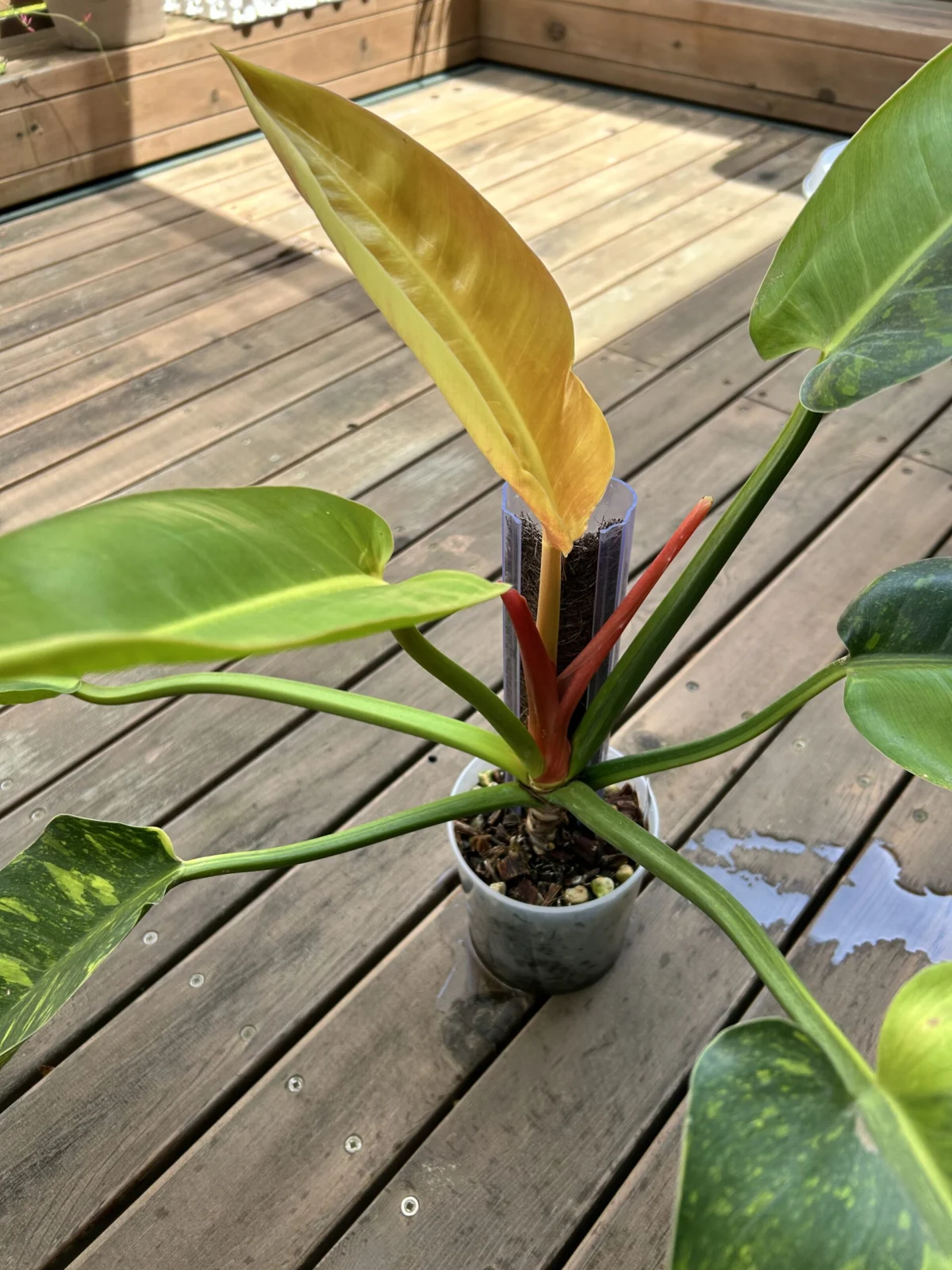 フィロデンドロン　グリーンコンゴ　バリエガータ　横浜　行けるかわからないけど