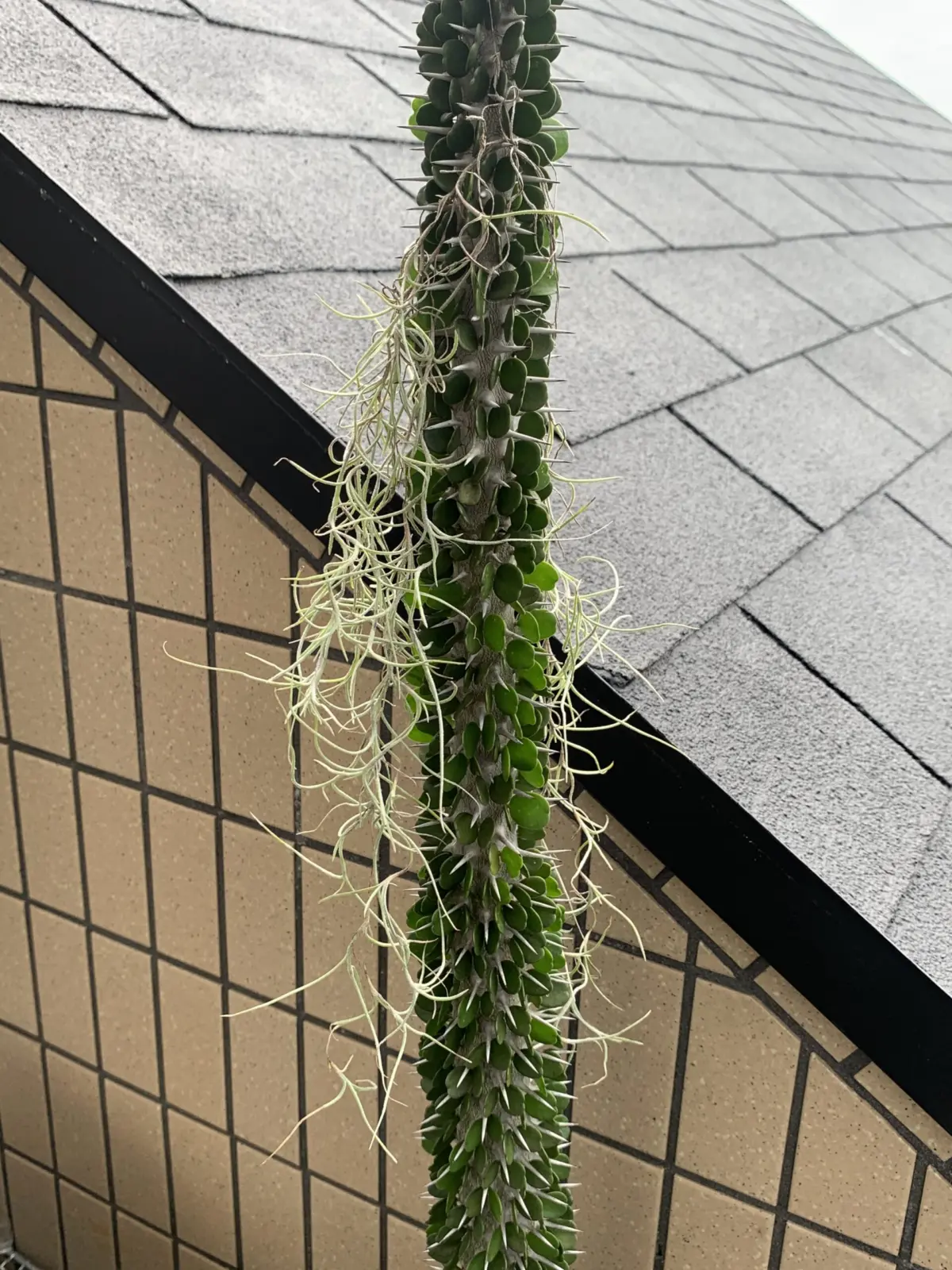 ティランジア　ウスネオイデス　強風仕立て