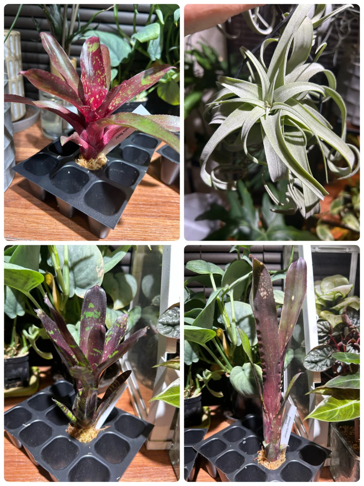 ネオレゲリア　くじ（福岡蘭展）