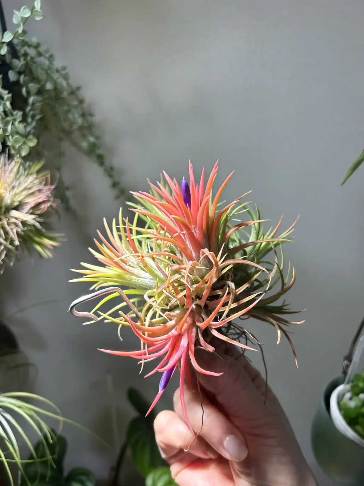 ティランジア イオナンタ ナニアンタ？ クランプ