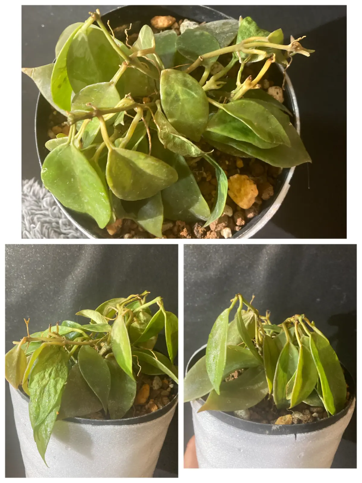 ホヤ オブスクラ ②