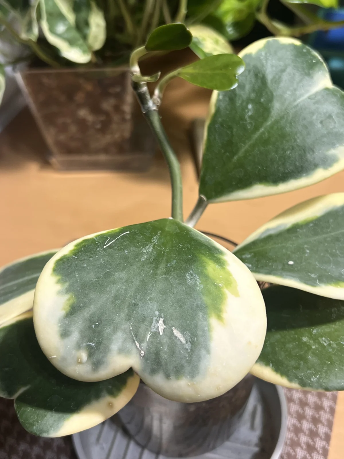 ホヤ カーリー斑入り