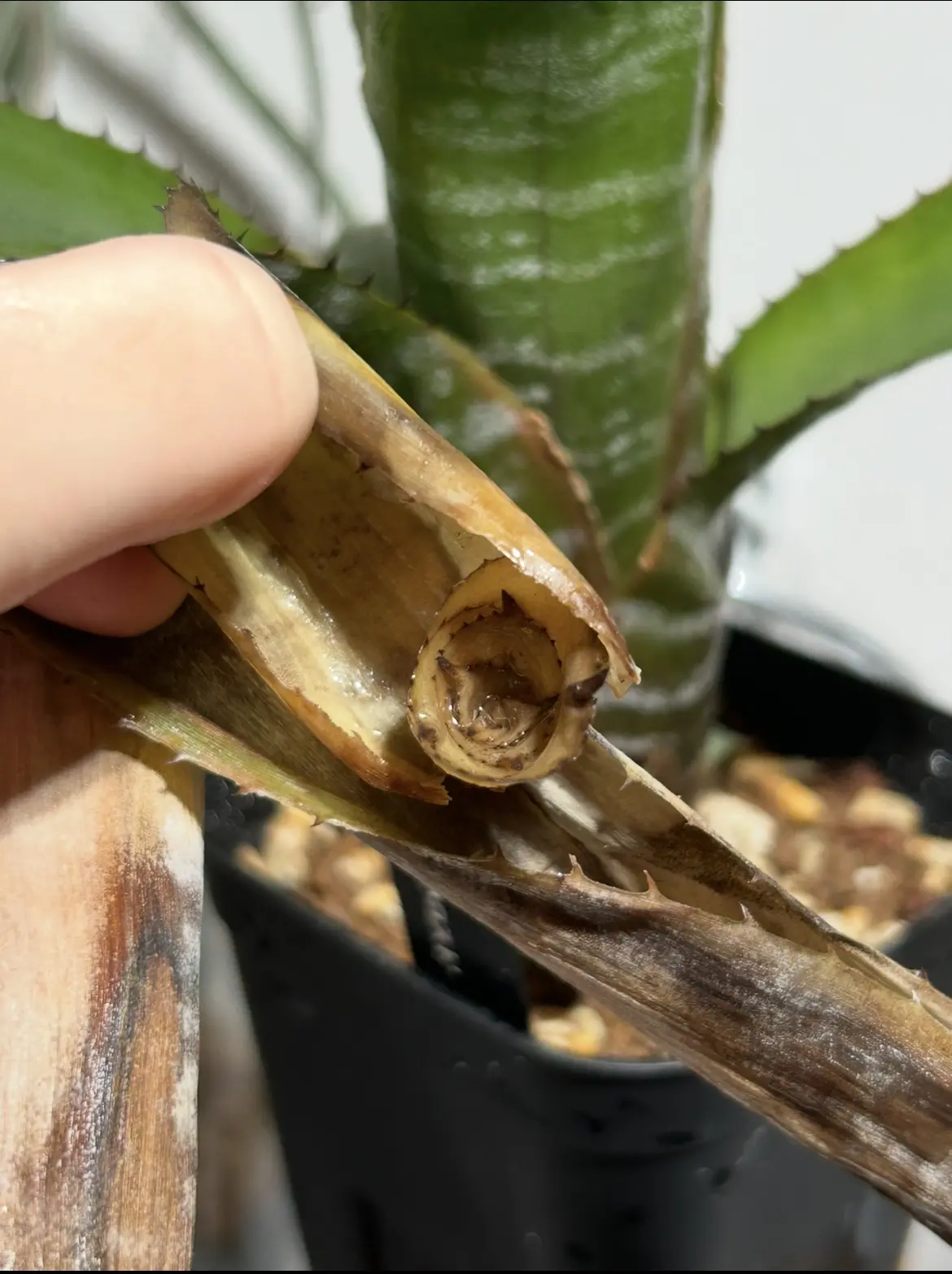 エクメア　クランベリーフロスト　腐り