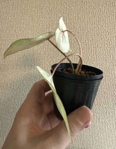カラジウム ピーチジュース Before フーフー密閉