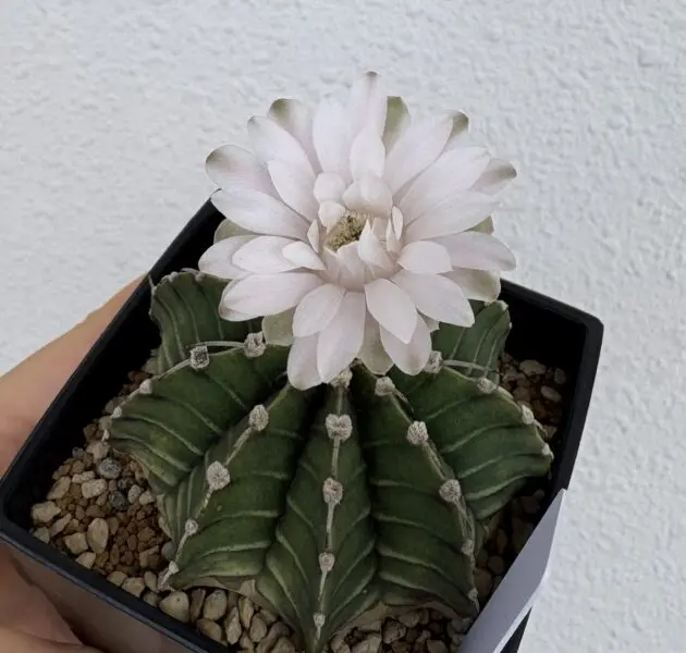 ギムノカリキウム 牡丹玉 花 サボテン