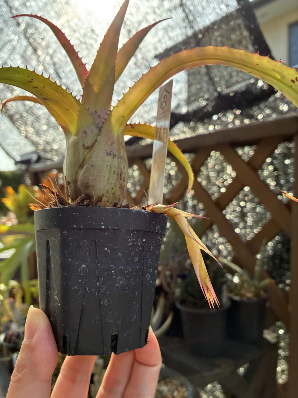 ハイラエアイカム　ペンデュラ　アルボマルギナータ