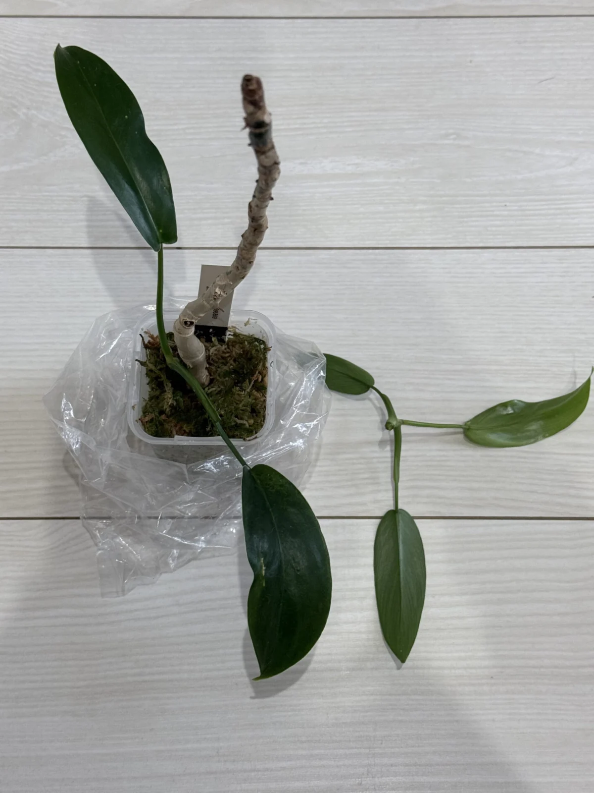 フィロデンドロン　69686