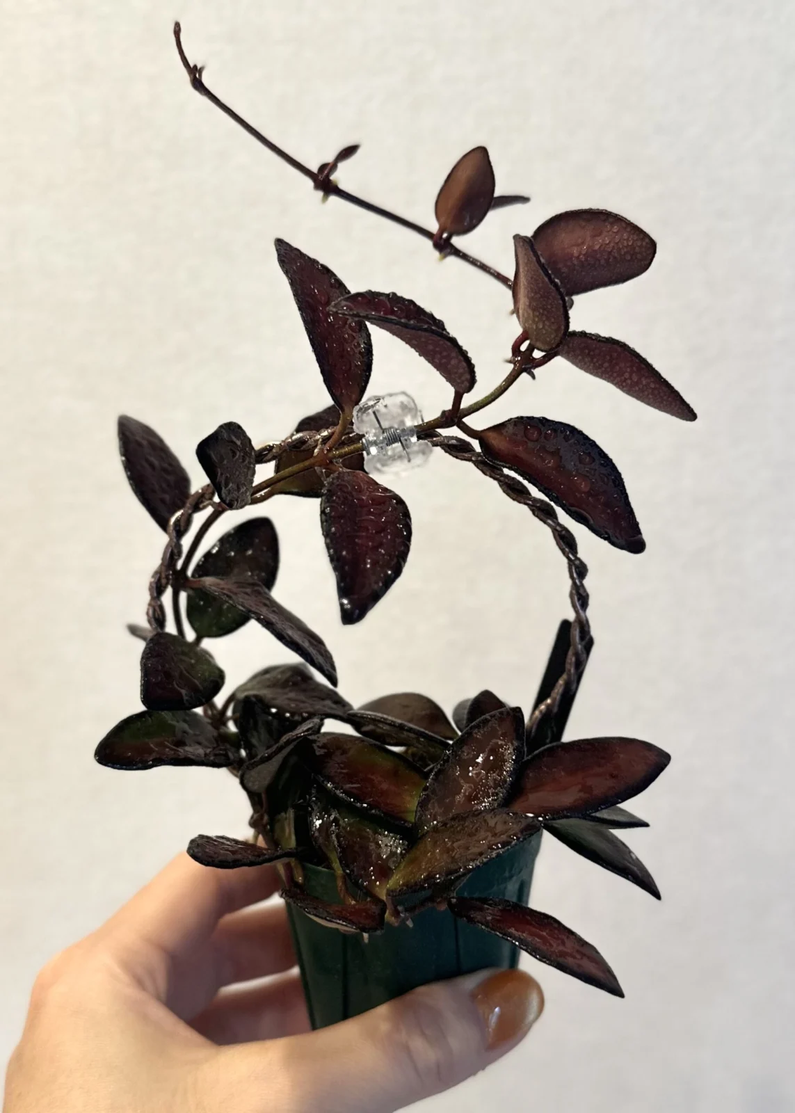 ホヤ　ピラパタ　ザンバレス