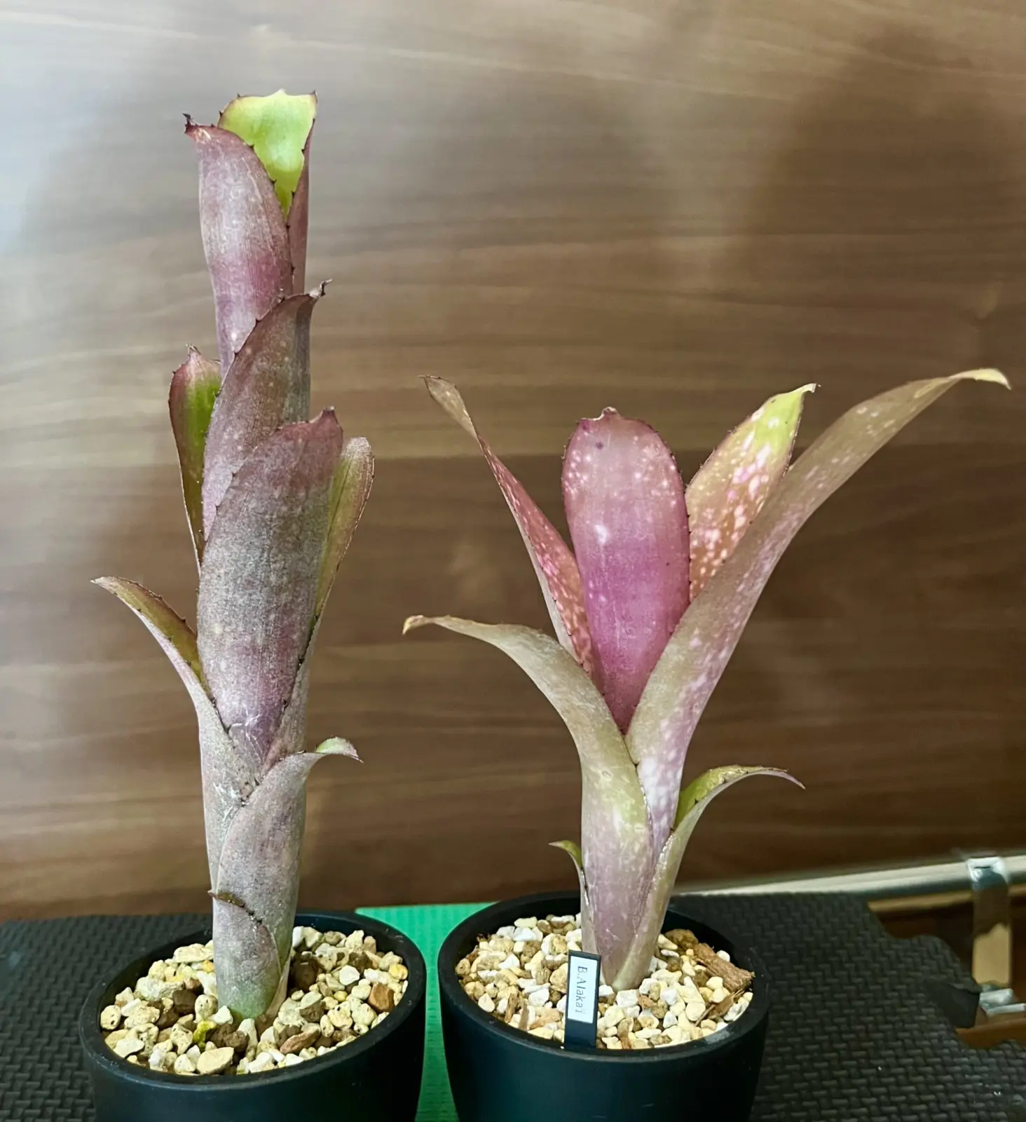 ビルベルギア　アラカイ　子株